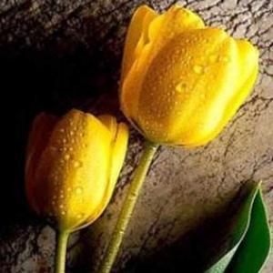 Bhoomi Malhotra logo