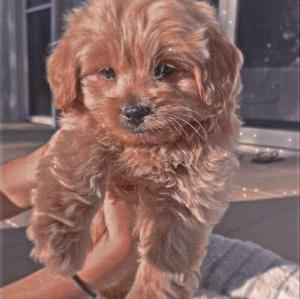 Subhadra Ghadei logo