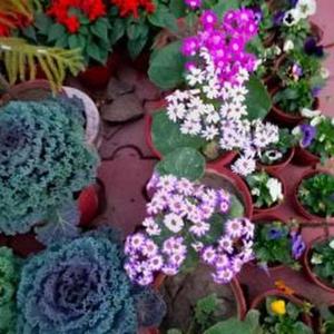 10-XII-Sci-A Saima Choudhary