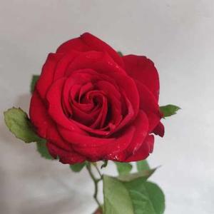 Pinki Raj logo