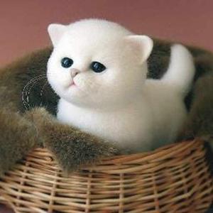 Just scrolling  logo