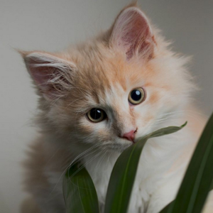 Srimathi Velkumar logo