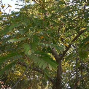 Akhilendra Shukla logo