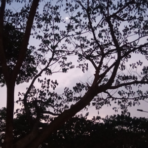 Prativa Priyadarshinee logo