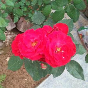 Shairvi Mahajan logo