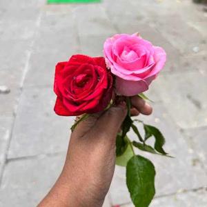 Yogita Chaurasiya logo