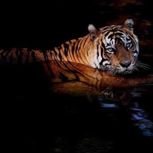 MuhammedZubairNabijaanChaudhary Chaudhary logo