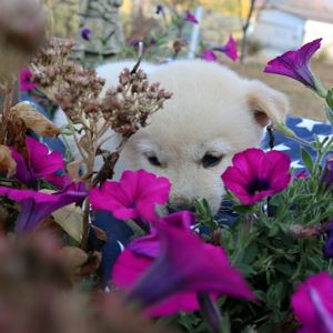 Divyanshi Singhal logo