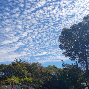 Sandra Bundela 21-CO-005 logo