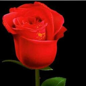 Shrinkhala Rajbhar logo