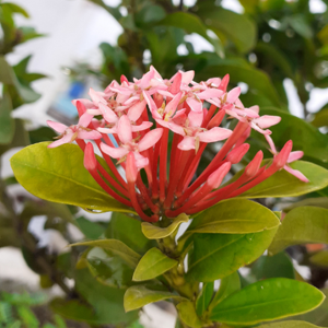 Rajambigai Palani vel rajan logo