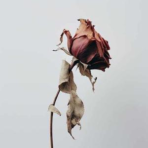 wilted rose logo