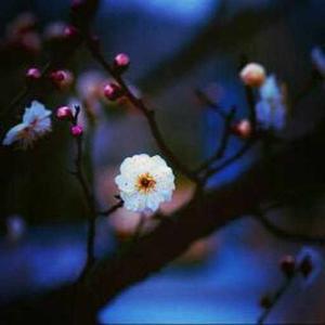 Vaishnavi Lonsane logo