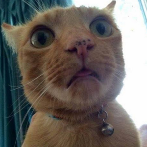 Ankita Chaudhary logo