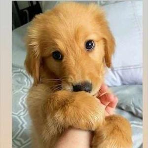 Swayam samparna Panigrahi logo