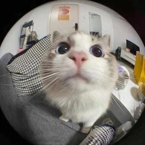 Anees fatima phaniband logo