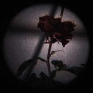 Dark Rose logo