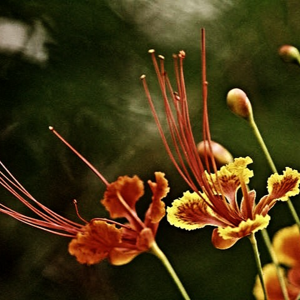 Shivapriya Nair logo