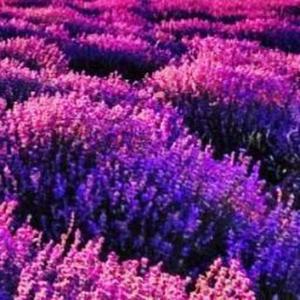 Miss caramel 🎀 logo