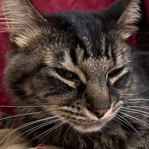 Madison Richards logo