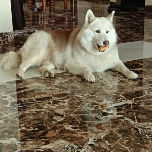 Shibani Khamparia logo