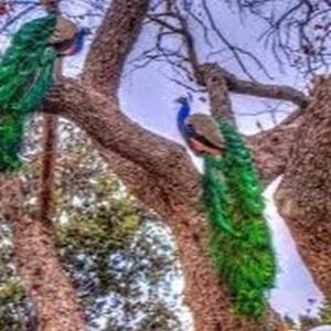 Supriya Garlapati logo