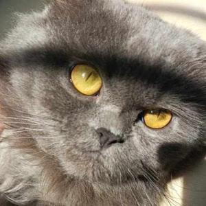 Ummulwara Siddiqui logo