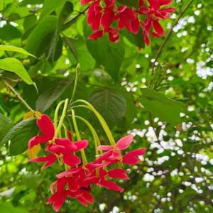 Shahnaz Sultana logo