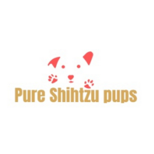 Pure shih Tzu pups