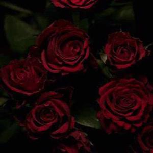 exquisite__rose logo