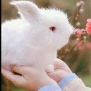 Anshika Kumawat logo