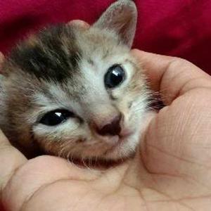 Jyotsna Harika Mallapureddy logo