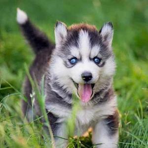 aishwarya krishnan logo