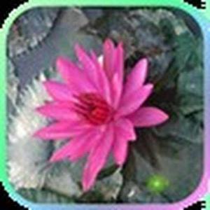Faith Collymore logo