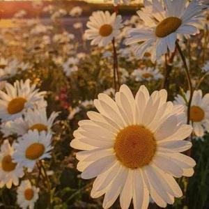 Avantika Sumesh logo