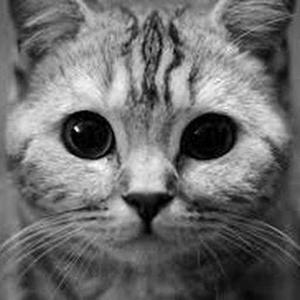 Pinjari Nasreen logo