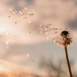 dandelions logo
