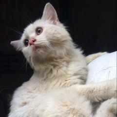 اریشہ بٹ logo