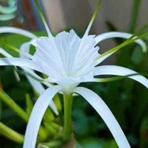 Karishma Mohapatra logo