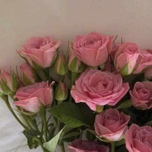 Jacinta Marr (Jacinta) logo