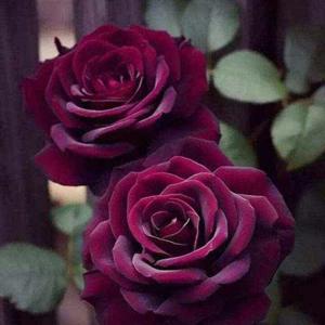 Sahil shah Sahil shah logo