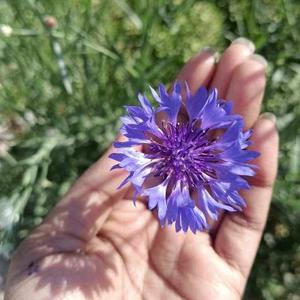 Taniya Sabharwal logo