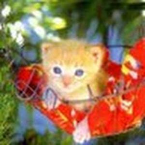 priyanka srirangam logo