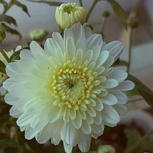 Renuka Challabathula logo