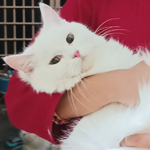 Shaik Shareen kausar logo