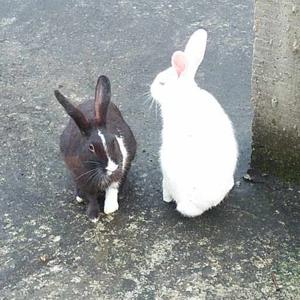 _____ shifu____ logo