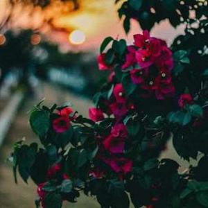 Niharika Paniyar logo