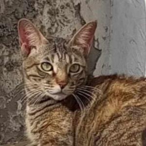 Summayya Saghir logo