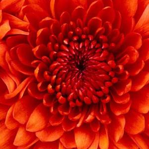 Vineela Rekha Vidavaluru logo