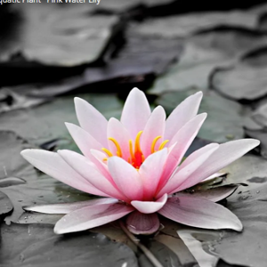 Ikshitha vuppala logo